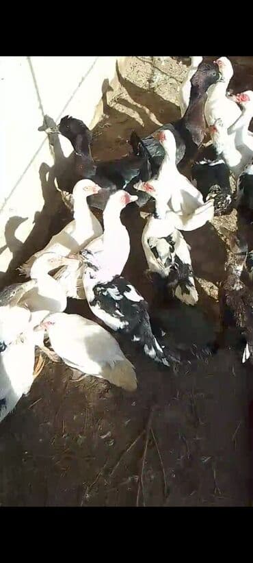 qafqaz coban itləri: Muscovy ördəkləri (barbarı) – müxtəlif rənglərdə sürü - Rənglər: ağ — 2