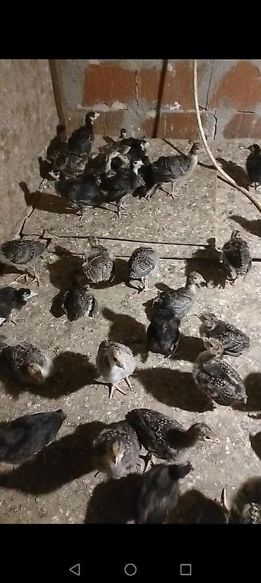 hind: Dişi, Kanada, Ətlik, Ödənişli çatdırılma — 2