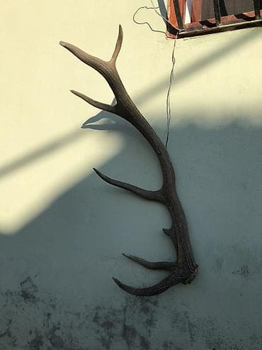 dekor reqemler: Məhsul: Tək tərəfli maral buynuzu (dekorativ) Təsvir: - Təbii maral — 1