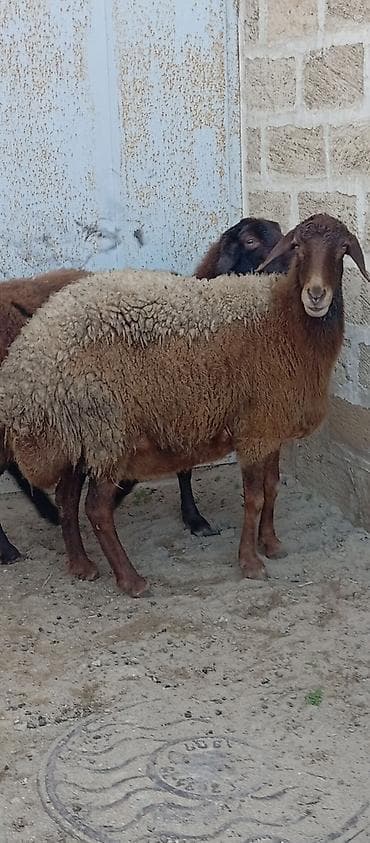 Keçilər, çəpişlər: Salam ünvan Bakıin maştağa kendi obşi 5 baş qoçnu almış boğaz cavan — 4