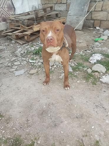 tüklü itler: Pitbul, Erkek — 3