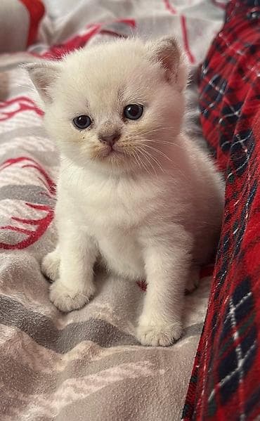 pisik sekileri: Britan — 7