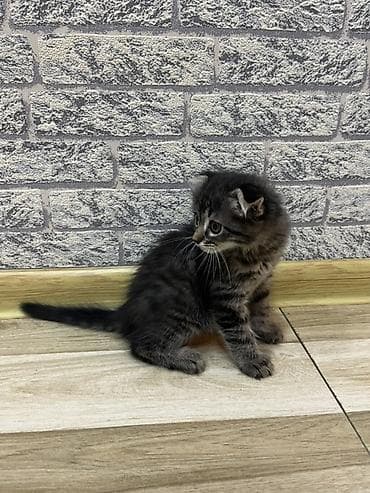 Pişiklər: Şotland yastı qulaq, Dişi, Ünvandan götürmə, Pulsuz çatdırılma — 1