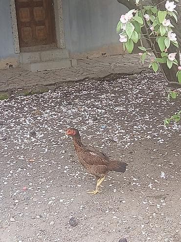 broyler cücəsi: Toyuq cücələri, Damazlıq — 4