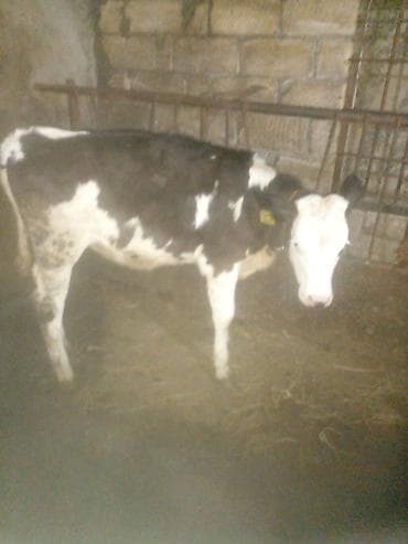 hinduska balasi satilir: Düyə14.16l.aprelin 3də.buğaya gəlib.anqus maya erkək balaynan.qırmızı — 6