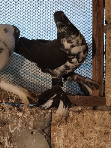 Tutuquşları: Iki maya bir erkek oynaq deyilər uçandılar — 6