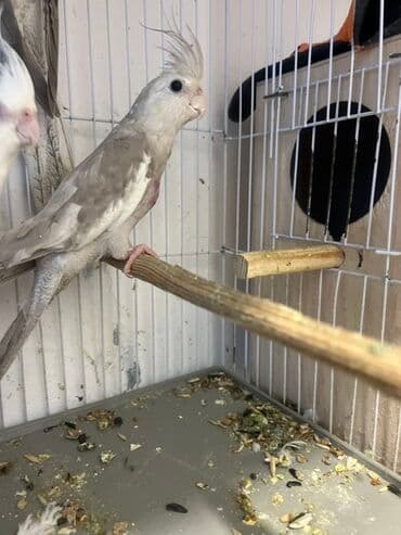 anqut quşu: Tam saglam 1.5 cut Yanaqsiz korellar bala veribler,,balalar 50 azn,dum — 4