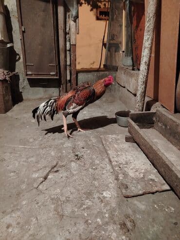 arı şəkilləri: Xoruz, il: <1, Ünvandan götürmə — 3