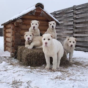 Akvariumlar: Алабай (Alabay) Племенной питомник предлагает щенков среднеазиатской — 3
