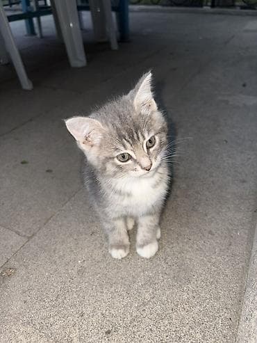 heyvan it: Tabbi, Yaxşı əllərə — 1