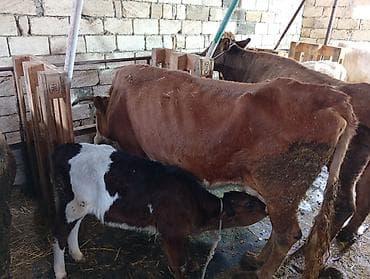 sudluk inəklər: Salam aleykum qirmizi iney simental melezidir yanindaki bala 4 cu — 1