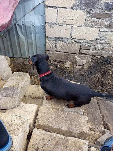 cucə və xoruz: Məhsul: Qısa tüklü taksa (Dachshund) iti Təsvir: - Rəng: qara-tan — 2