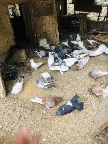 şahin quşu: Bu elanda müxtəlif rənglərdə və naxışlarda olan bir qrup göyərçin — 1