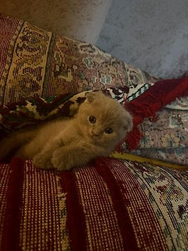 pişik oyuncaq: Şotland yastı qulaq — 4