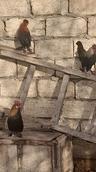 золотистый ретривер цена в баку: Biri 10azn — 4