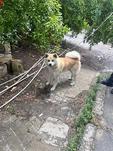 it: Akita-inu — 1