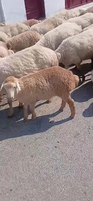şirin it adları: Dişi, il: 1, Damazlıq, Pulsuz çatdırılma — 6