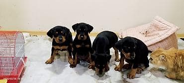 Doberman, 2 ay, Dişi, Pulsuz çatdırılma