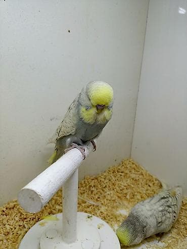 feniks quşu: 3 ay yarmlıg quşlardı Təmiz qan jumbolardı Erkək dişi dir Qiymət — 2