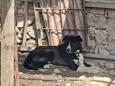 Qara-ağ rəngdə, orta-böyük ölçülü it - Qalın, qısa tük örtüyü: əsasən