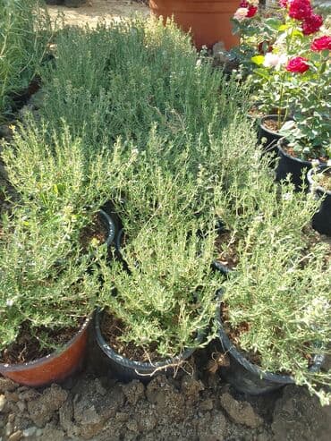 helba bitkisi faydaları: Həmişə yaşıl — 22