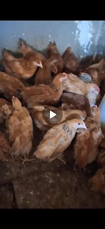 danisan qus: Super kənd cücələri 600 700 qr sağlam vaksinləri vurulub — 1