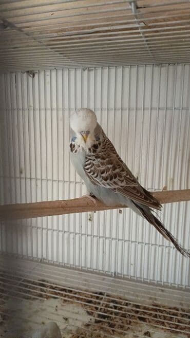 хаски цена в баку: Quşlar satılır 6 aylıq jumbo cüt 200manat 1 yaş 8 aylıq jumbo qarışıg — 8