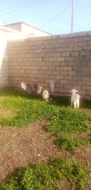 keci sani: Salam saglam arpa yonca yeyen heyvanlardı ekiz baladı real alıcılar — 4