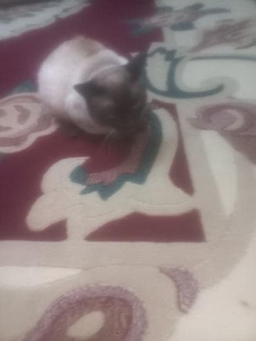 Siam, Yaxşı əllərə lalafo.az -da Siam, Yaxşı əllərə