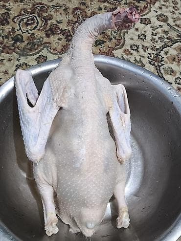 İçkilər: Məhsul: Soyulmuş və təmizlənmiş qaz cəmdəyi Təsvir: - Tam cəmdək — 2