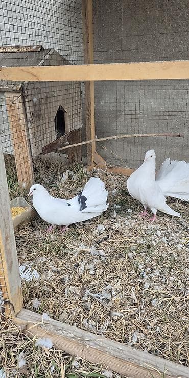 qus iran: Salam çüt deyillər ancaq erkək dişidilər hər ikisinin çütün pişiy — 4