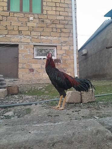 tap.az it satisi: Xoruz, il: 1, Ödənişli çatdırılma — 4