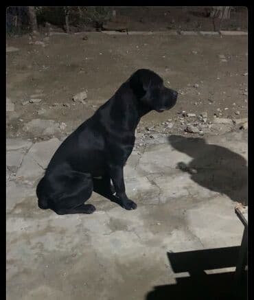 it davasi 2020: Kane-Korso, 1 il, Dişi, Sənədli, Ünvandan götürmə — 4