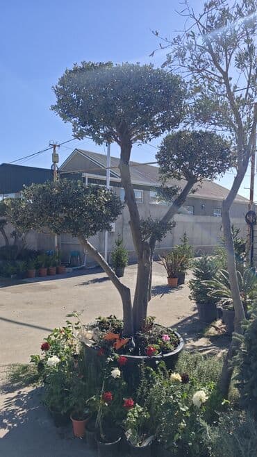 zeytun tingləri: Bonzay Zeytun Topiarlı zeytun ağacı – iri ölçülü, çoxgövdəli formalar — 2