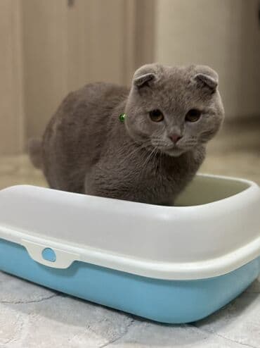 Gəmiricilər: Məhsul: Qapalı tipli pişik tualeti (kum qabı) Xüsusiyyətlər: - İkiqat — 5