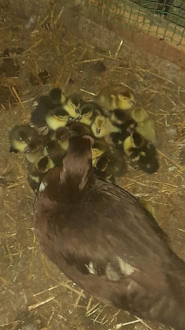 kend toyuqlari: 23 dənə bala macar zümrüdü krasnadar lavanda razılaşma yolu ilə — 1