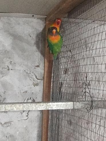 tutuquşlar: 2 eded fiwer ikiside diwidir sadece elimde qalani bunlardi 2 yawlari — 2