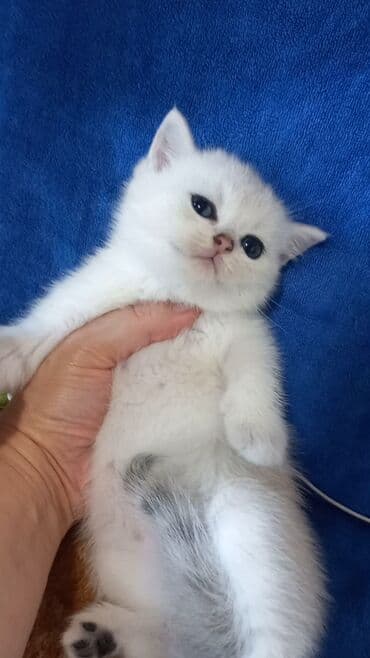 bala pişik: Britan, Erkək, Dişi, Yaxşı əllərə, Ünvandan götürmə — 1