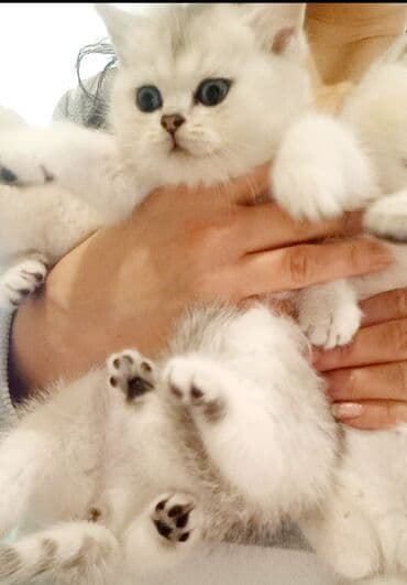 pisik cantasi: Britan, Erkək, Dişi, Yaxşı əllərə, Ünvandan götürmə — 2