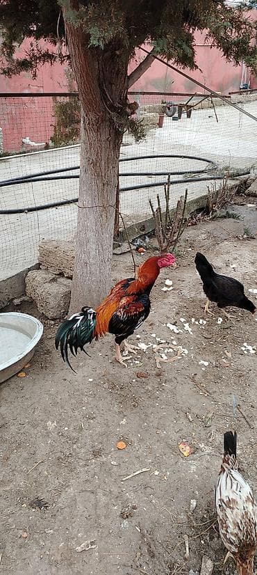 Döyüşən xoruz satılır,razılaşma yolu ilə istəyən əlaqə yaratsın,iki — 3