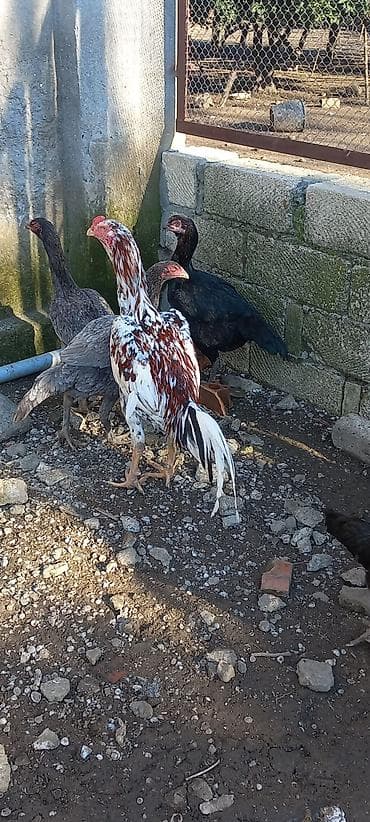 Toyuq, Damazlıq