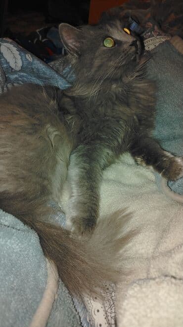 heyvanlar at: Pisiy disi — 1