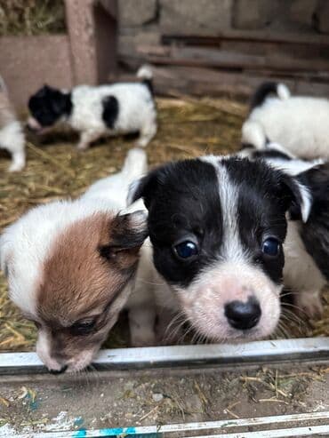 zvanok itler etibarlı əllərə veriril: Zvonok, 2 ay, Dişi, Ünvandan götürmə — 1