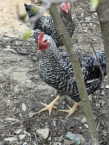 Məhsul: Ev quşları – xoruzlar Təsvir: - Şəkillərdə müxtəlif rəng