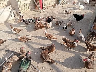 lal ördek balasi: Lal ördəklər,dişi və erkək.Cavandılar.Real alıcılar nömrə ilə əlaqə — 2