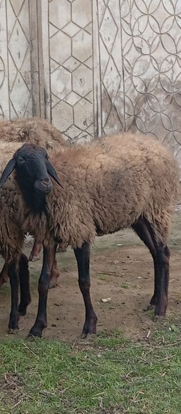 Inəklər, öküzlər: Salam ünvan Bakıin maştağa kendi obşi 5 baş cavan boğaz qoyunlar — 6