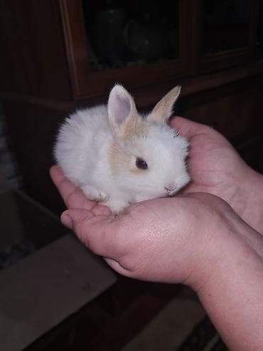 Digər heyvanlar: Karlik bala dovsanlar ag sari anqor aslanbas karlikler 20-25azn boz — 5