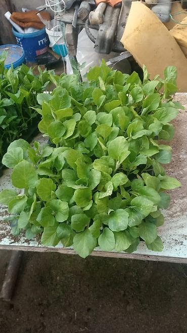 palcıq şiti: Istixana yetişdirilməsi – tərəvəz tingləri Məhsul: istixanada — 8