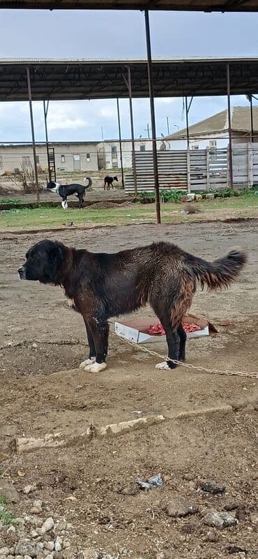 Аккумуляторы: Гурдбасар, 3 годa, Самка, С прививками, Платная доставка — 4