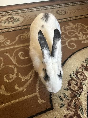 Toyuqlar: Ağ-qara naxışlı dekorativ dovşan - Rəng və naxış: Ağ tüklər üzərində — 7